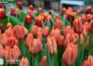 Tulipa Charade ® (3)